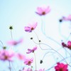 揺られるがまま