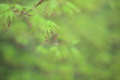 あなたを想いえがく歌