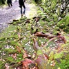 根っこの先に