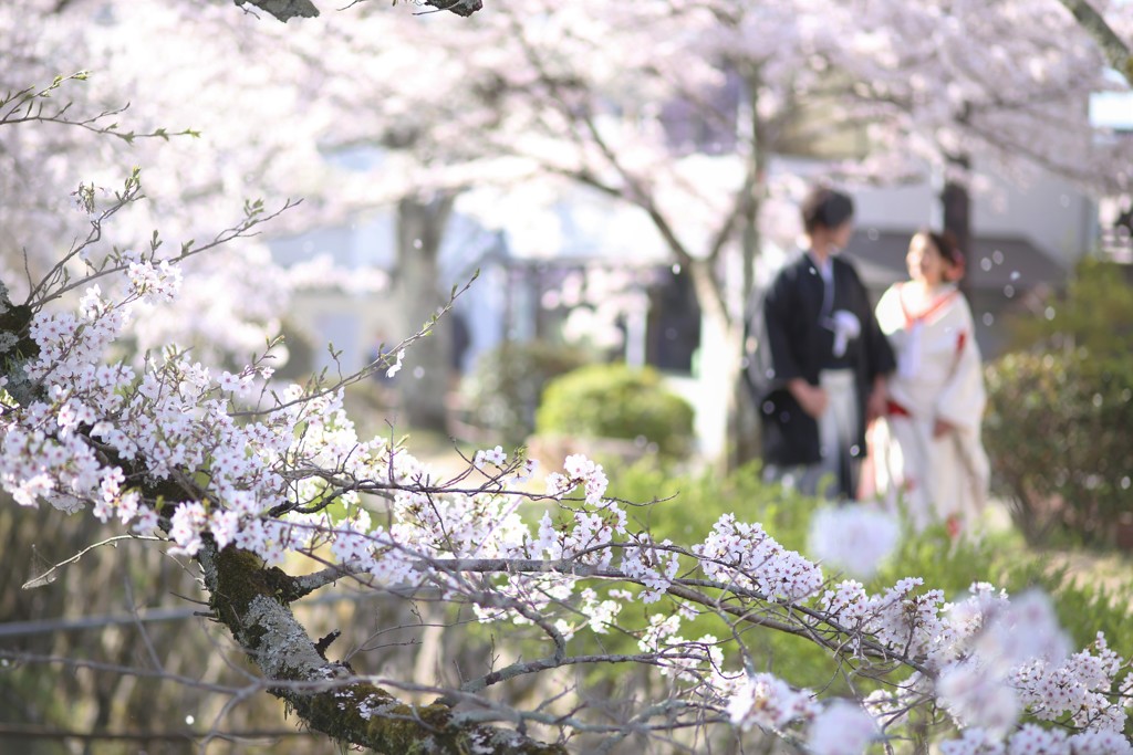 散りとて心は桜色