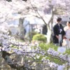 散りとて心は桜色