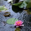 夏の雨音