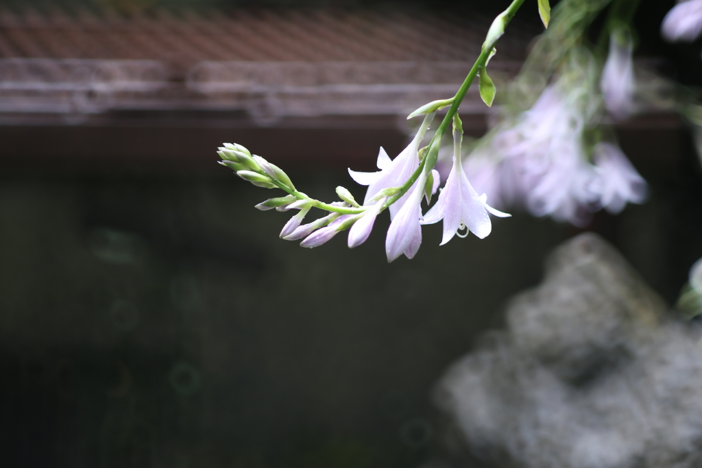 つつまれて