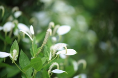 夏の代名詞