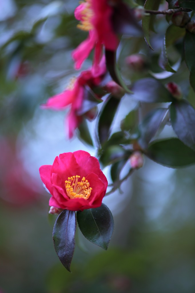 思い出の花