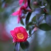 思い出の花