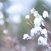 つながれて