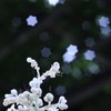 彦星さま
