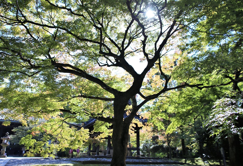 木洩れ日の下で