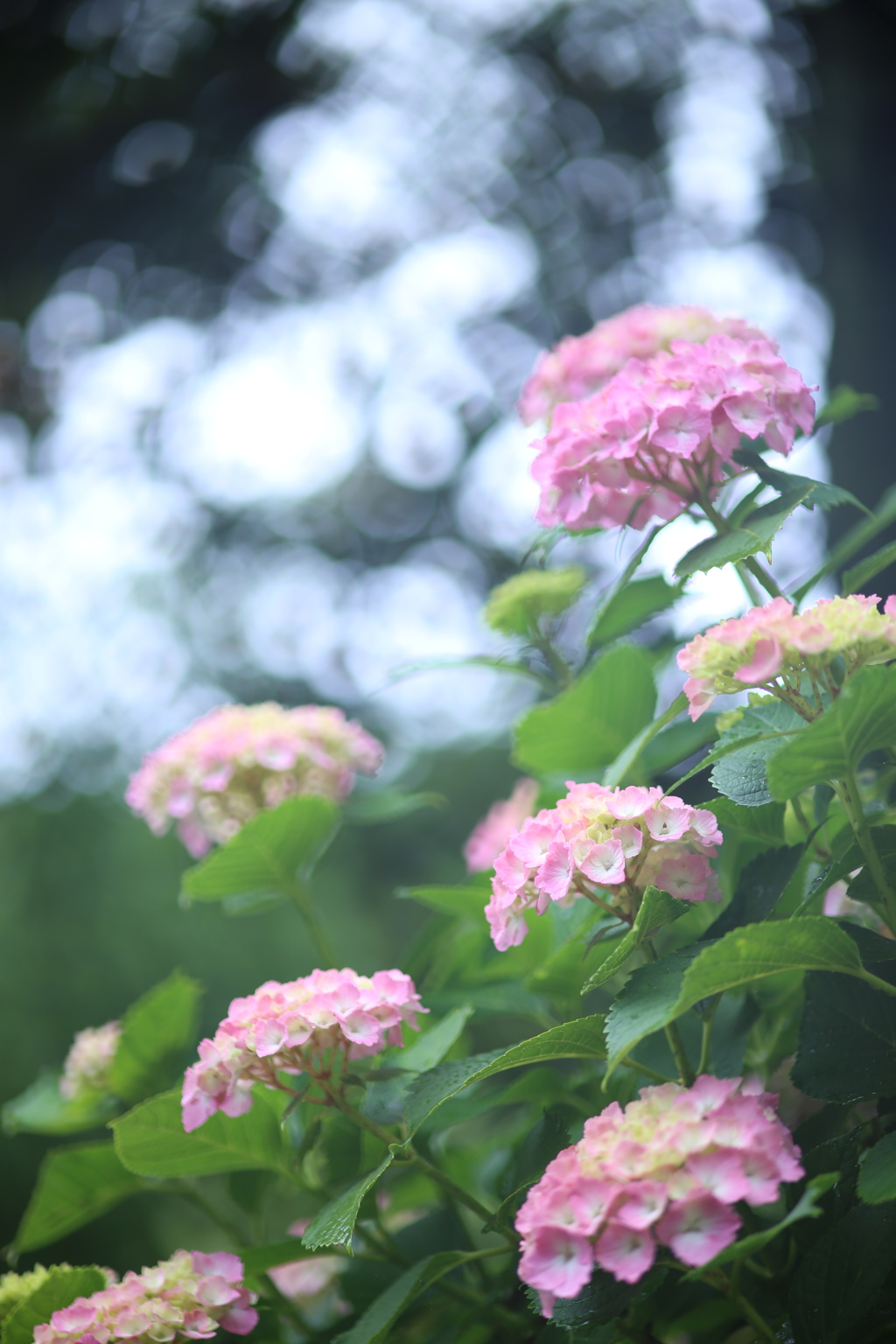 雨はまだ