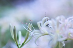 トッピングは黒蜜きなこで