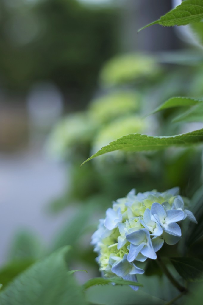 あなたの紫陽花になりたい