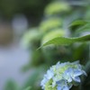 あなたの紫陽花になりたい
