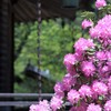 初夏せまる