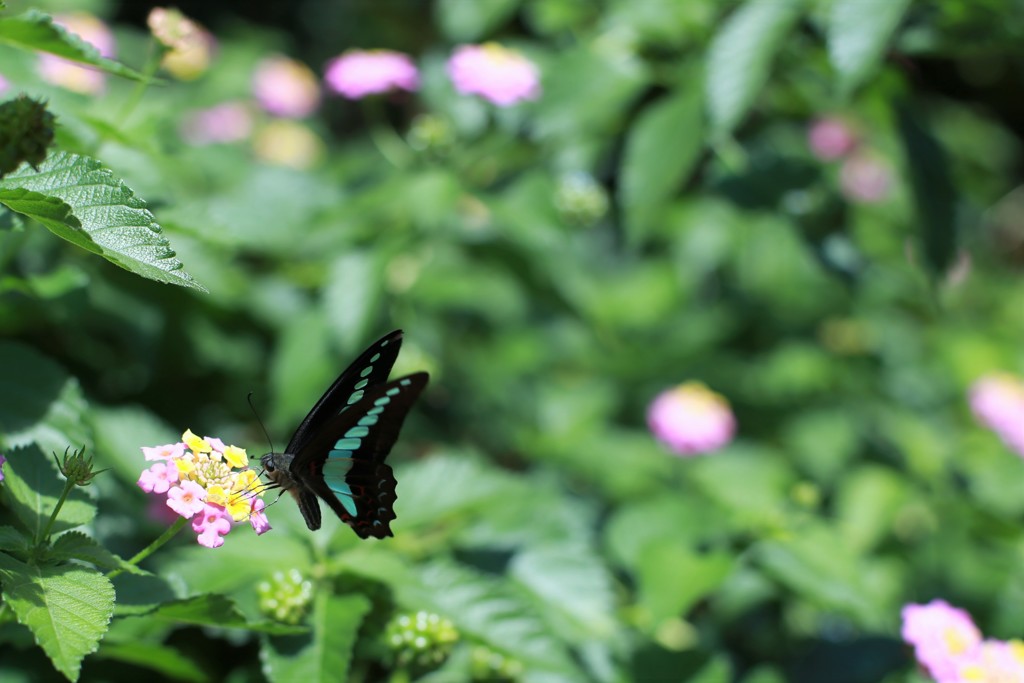 甘い蜜はいかが