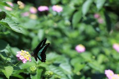 甘い蜜はいかが