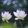 桃２つくださいな