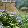 まだまだ紫陽花