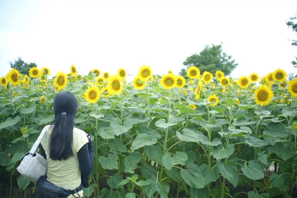 ヒマワリの声