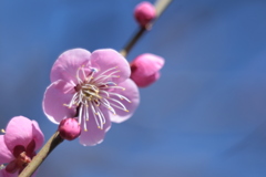 花粉の季節