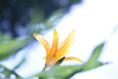 蜘蛛の住処