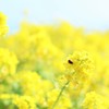 春菜