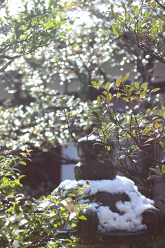 雪のお土産