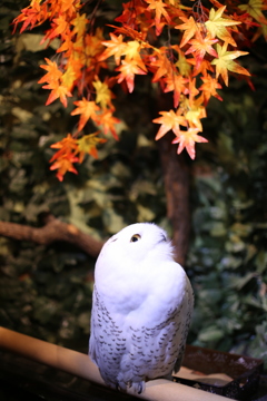 フクロウも紅葉愛でる