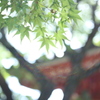 あなたが来た道