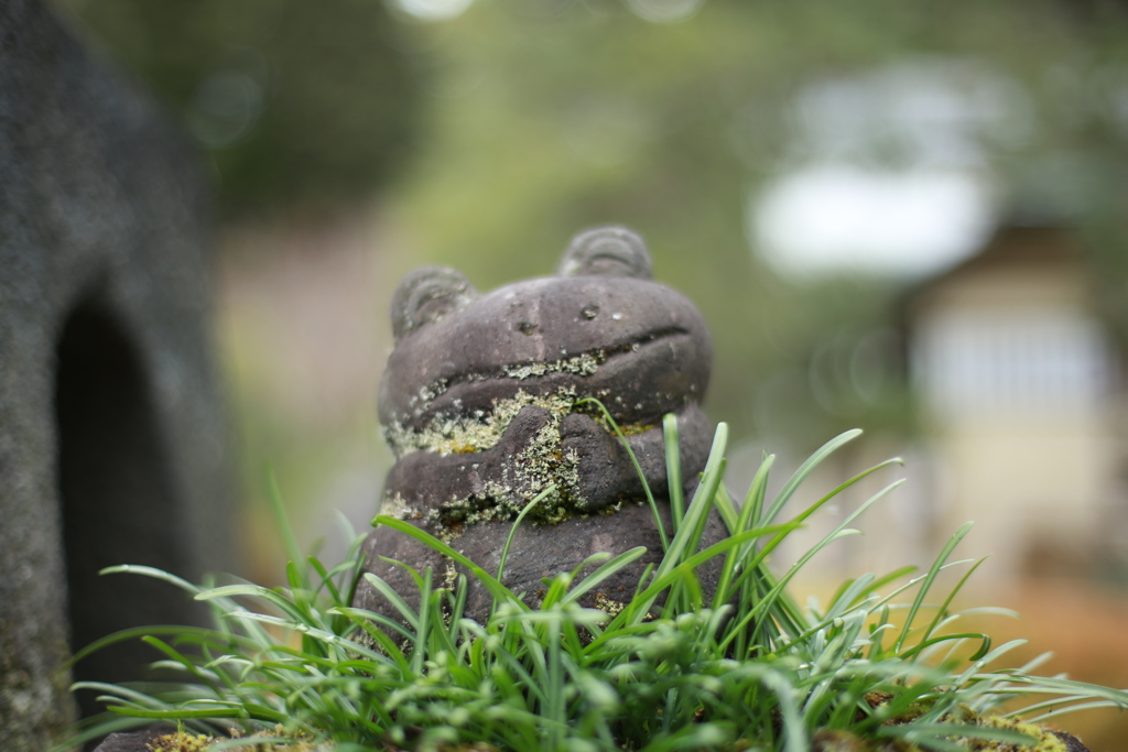 苔が好物