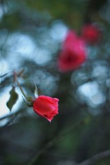 魅惑の冬薔薇