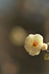 心にキスを
