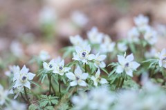 自分の花をさかせよう