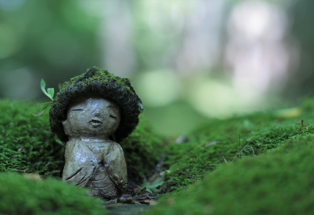 苔帽子