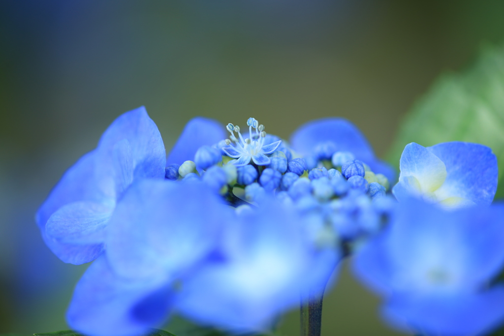 本当の花は私