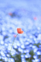 あおい