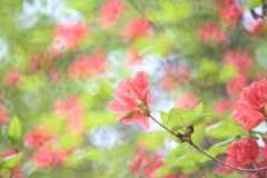小人の世界