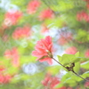 小人の世界