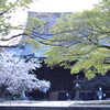 新緑の季節