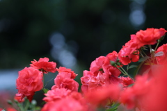 夏のバラ