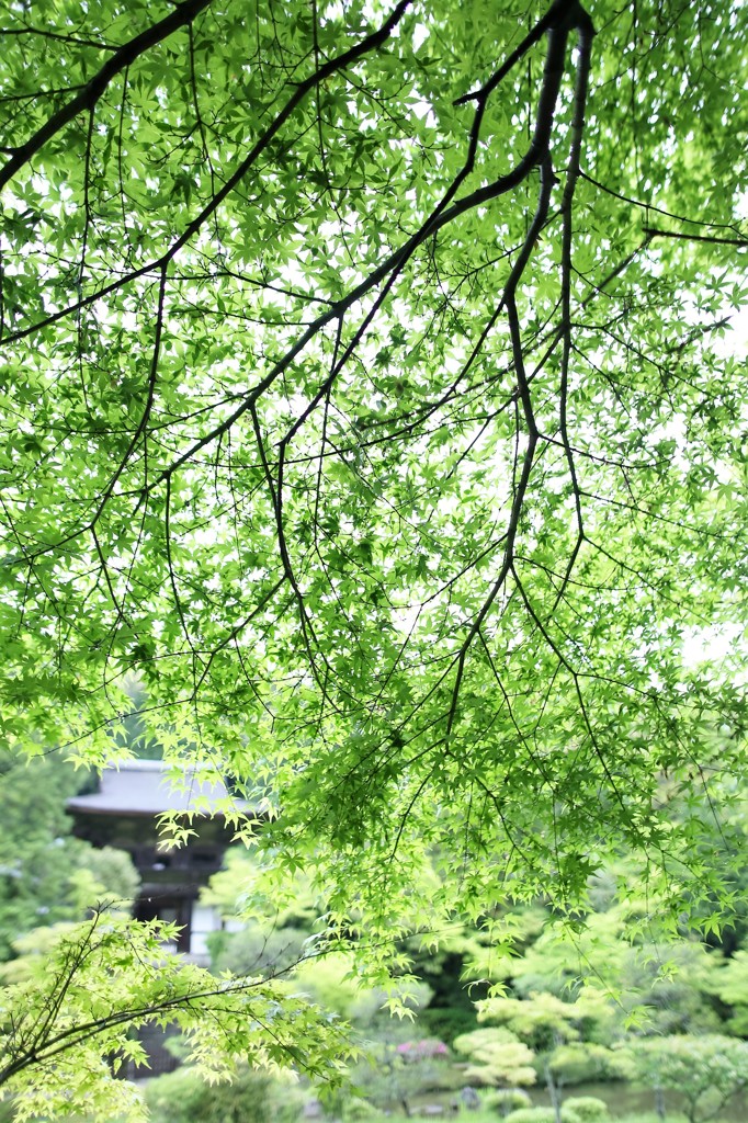 もみじの雨宿り