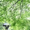 もみじの雨宿り