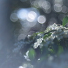 私の眼はオールドレンズと一緒