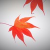 手にひらを太陽に