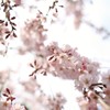 春のまにまに
