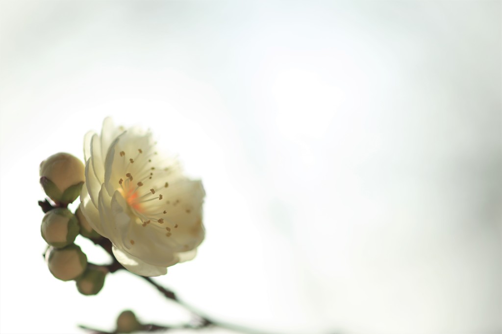 あなたに逢いたくて