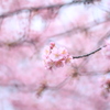 ぼちぼちいこか