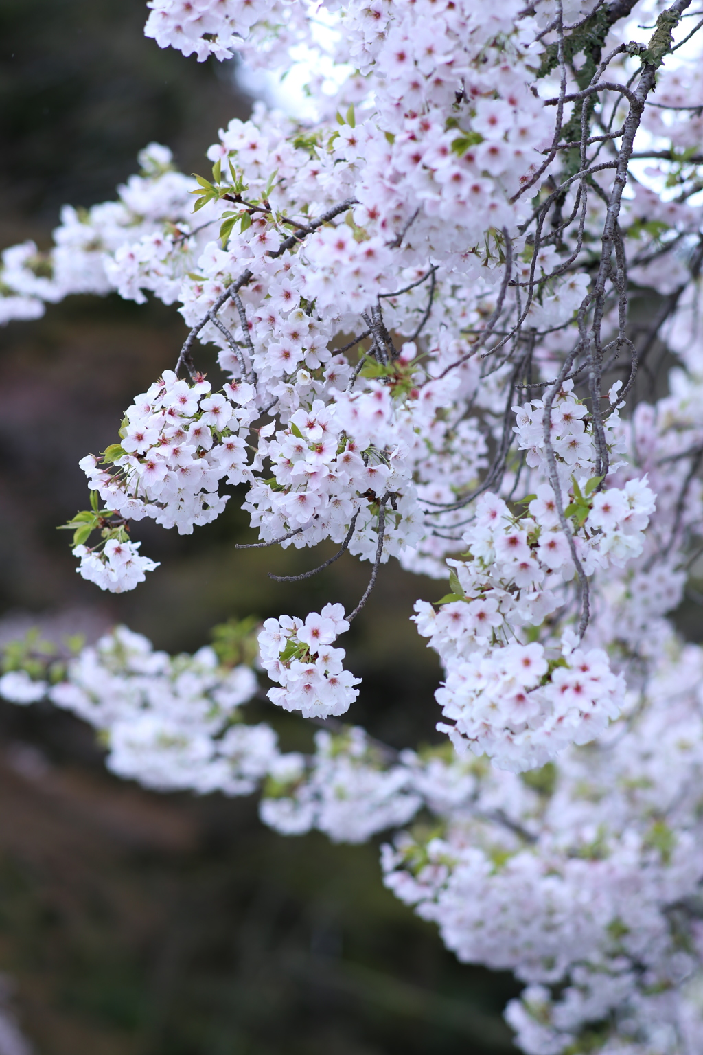 一年間の集大成