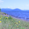 湖畔のせせらぎ