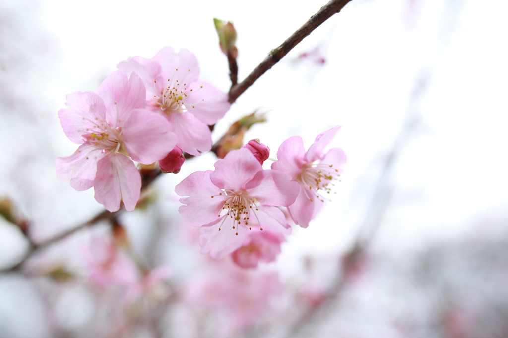 河津桜